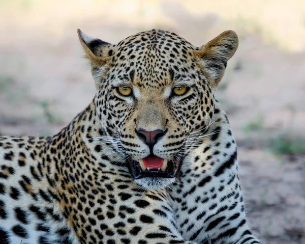 Portrait Leopard Male Sabi Sands Game Reserve Greater Kruger Region — Stock Photo, Image