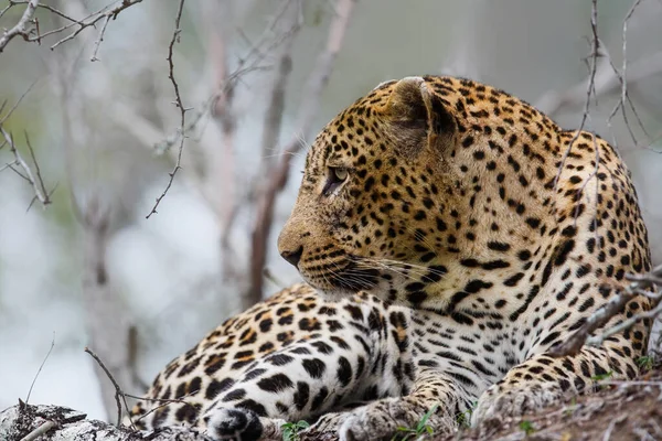 Portré Egy Leopárd Férfi Sabi Sands Vadrezervátum Nagyobb Kruger Régió — Stock Fotó