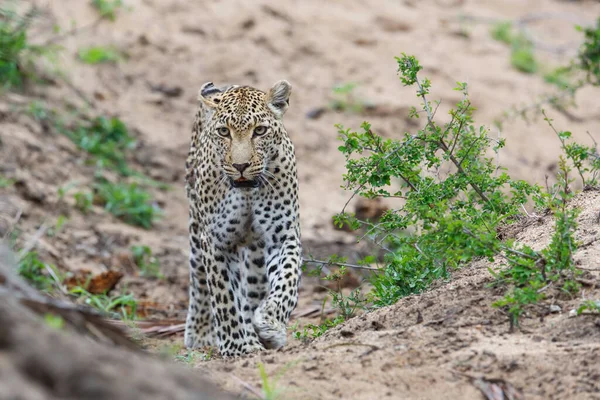 Leopar, Güney Afrika 'nın Büyük Kruger Bölgesi' nde, Sabi Sands 'in oyun parkında dolaşıyor.