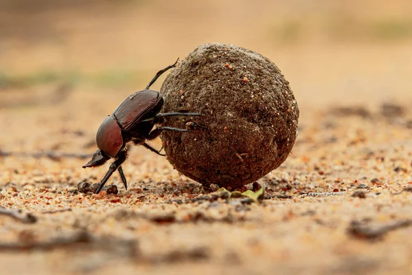Gübre topunun üzerindeki bok böceği, Güney Afrika 'nın en büyük Kruger bölgesinin bir parçası olan Sabi Sands GR' daki bayanları etkilemek için.