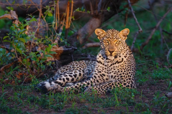 Luipaard Rust Sabi Sands Wildreservaat Grote Kruger Regio Zuid Afrika — Stockfoto