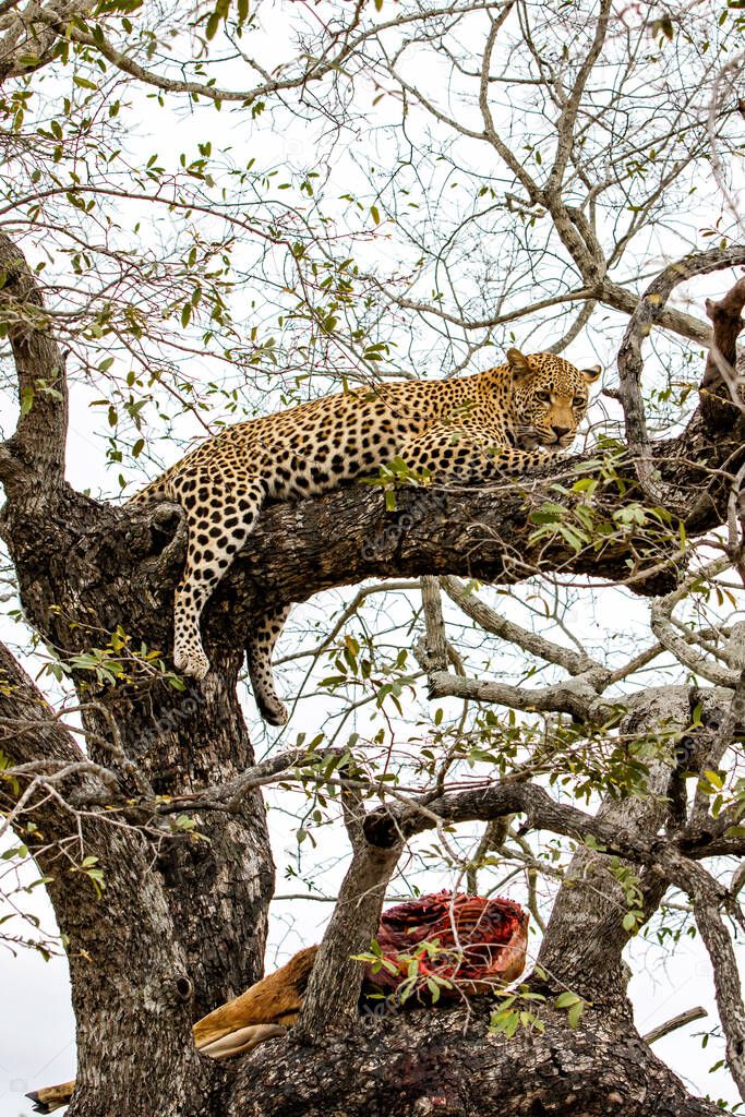 Leopard in a tree in Sabi Sands game reserve in the Greater Kruger Region in South Africa