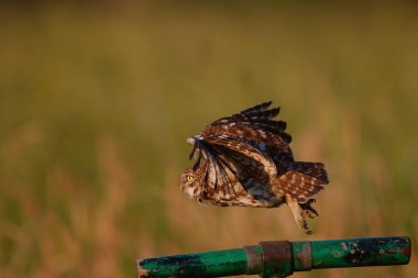 Hollanda 'da uçan küçük baykuş (Athene noctua)
