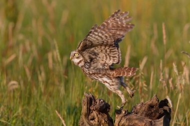 Hollanda 'da uçan küçük baykuş (Athene noctua)