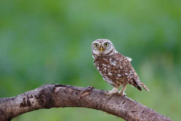 Little Owl Athene Noctua Sitting Meadows Netherlands — Stock Photo, Image