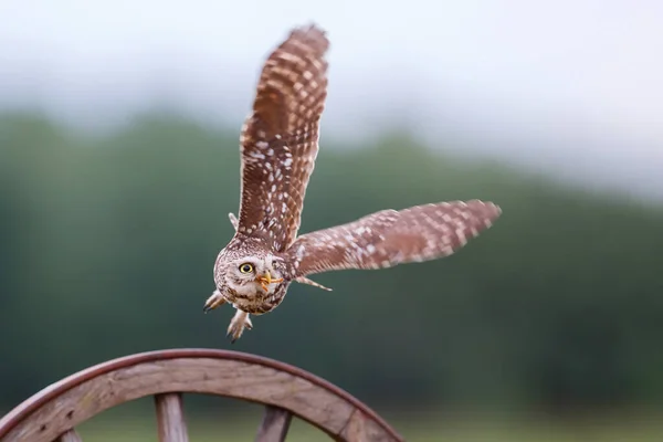 Little Owl Athene Noctua Flying Away Netherlands — Stock Photo, Image