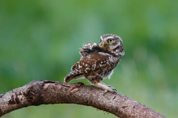 Kleine Eule Athene Noctua Auf Den Wiesen Den Niederlanden — Stockfoto