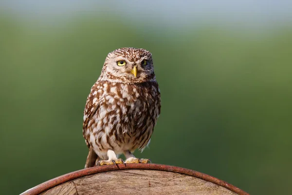 Liten Ugle Athene Noctua Som Sitter Engene Nederland – stockfoto