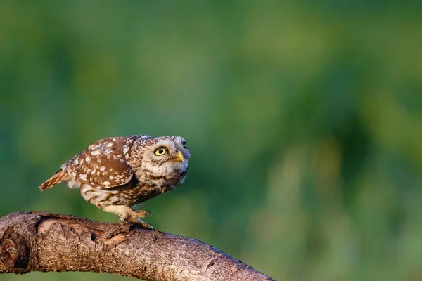 Маленька Сова Athene Noctua Сидить Луках Нідерландах — стокове фото