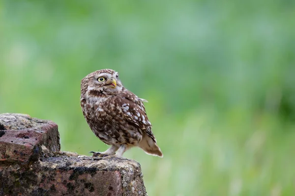 Kis Bagoly Athene Noctua Réten Hollandiában — Stock Fotó