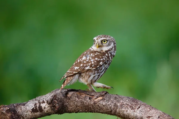 Pequeño Búho Athene Noctua Sentado Los Prados Los Países Bajos — Foto de Stock