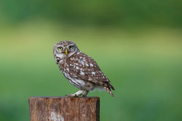 Pequeño Búho Athene Noctua Sentado Los Prados Los Países Bajos — Foto de Stock