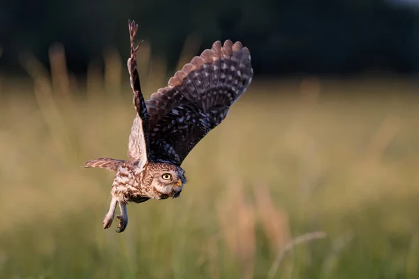 Pequeño Búho Athene Noctua Volando Los Prados Los Países Bajos — Foto de Stock