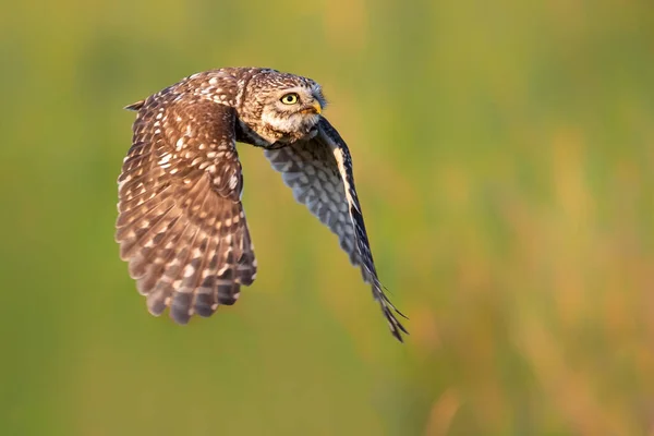 小猫头鹰 Athene Noctua 在荷兰的草地上飞行 — 图库照片
