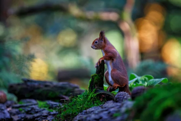 Ardilla Roja Euroasiática Sciurus Vulgaris Busca Alimento Otoño Bosque Del — Foto de Stock