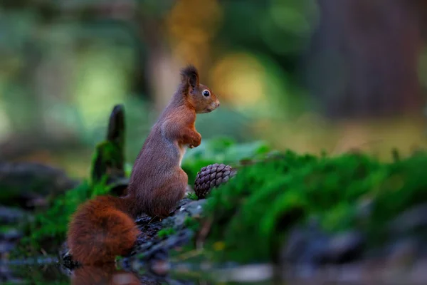 Eurazjatycka Czerwona Wiewiórka Sciurus Vulgaris Poszukuje Pożywienia Jesienią Lesie Południu — Zdjęcie stockowe