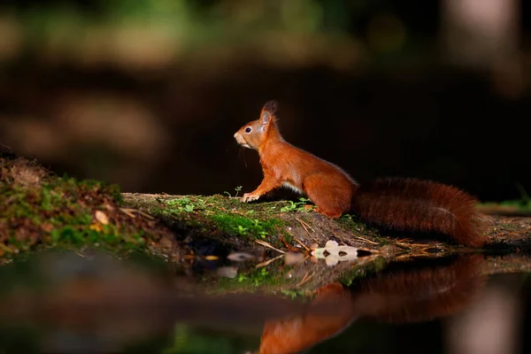 Eurazjatycka Czerwona Wiewiórka Sciurus Vulgaris Poszukuje Pożywienia Jesienią Lesie Południu — Zdjęcie stockowe