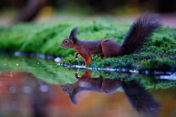 Eurasisches Rotes Eichhörnchen Sciurus Vulgaris Auf Nahrungssuche Herbst Wald Süden — Stockfoto