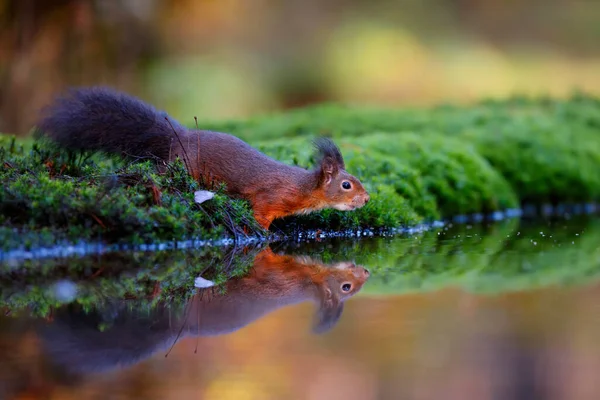 Eurasisches Rotes Eichhörnchen Sciurus Vulgaris Auf Nahrungssuche Herbst Wald Süden — Stockfoto