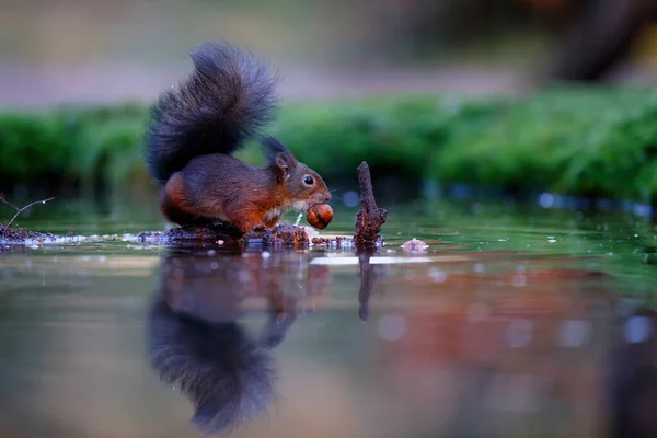 Eurasisches Rotes Eichhörnchen Sciurus Vulgaris Auf Nahrungssuche Herbst Wald Süden — Stockfoto