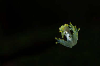 Kosta Rika 'daki iç organlarını gösteren şeffaf alt kısımdan bir Cam Kurbağa (Hyalinobatrachium iaspidense).