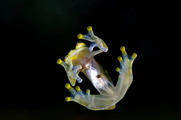Skleněná Žába Hyalinobatrachium Iaspidense Průhledné Spodní Strany Ukazující Jeho Vnitřní — Stock fotografie
