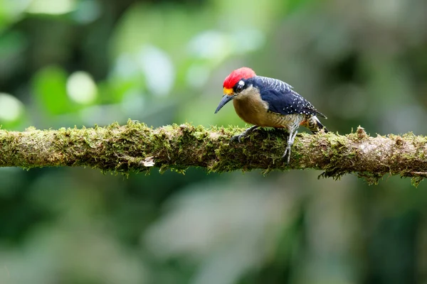 Black Cheeked Woodpecker Melanerpes Pucherani Sitting Tree Boca Tapada Costa — Stock Photo, Image