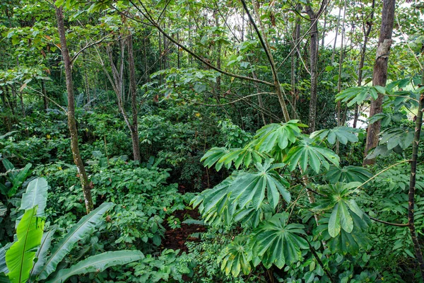 Zöldség Esőerdőben Sarapiqui Folyó Partján Costa Ricában — Stock Fotó