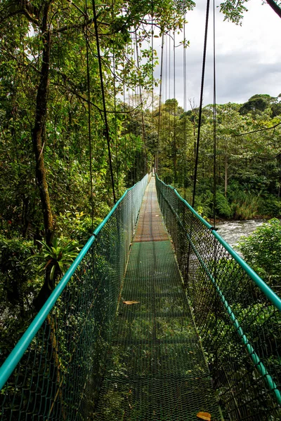 Walkway Rainforest Sarapiqui River Puerto Viejo Sarapiqui Costa Rica — Stock Photo, Image