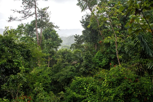 Vegetation Rainforest Boca Tapada Costa Rica Seen Treehouse Rainy Day — Stock Photo, Image