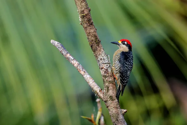 Black Cheeked Woodpecker Melanerpes Pucherani Sitting Tree Boca Tapada Costa — Stock Photo, Image