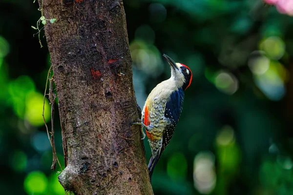 Black Cheeked Woodpecker Melanerpes Pucherani Sitting Tree Boca Tapada Costa — Stock Photo, Image