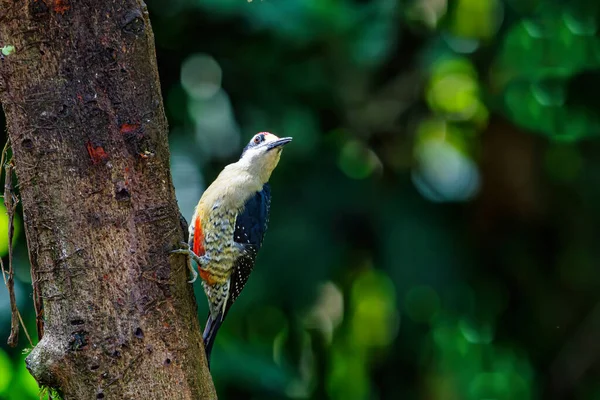 Black Cheeked Woodpecker Melanerpes Pucherani Sitting Tree Boca Tapada Costa — Stock Photo, Image