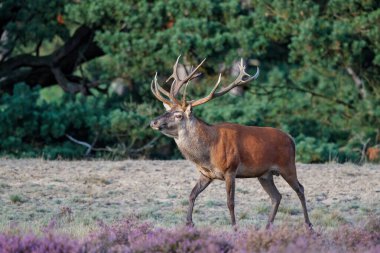 Hollanda 'daki Ulusal Park Hoge Veluwe ormanında çiftleşme mevsiminde dişileri etkilemeye çalışan kızıl geyik (Cervus elaphus).