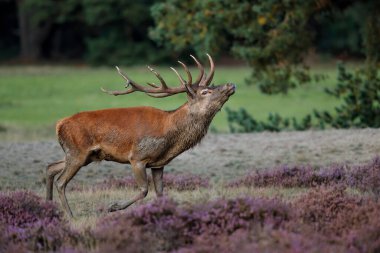 Hollanda 'daki Ulusal Park Hoge Veluwe ormanında çiftleşme mevsiminde dişileri etkilemeye çalışan kızıl geyik (Cervus elaphus).