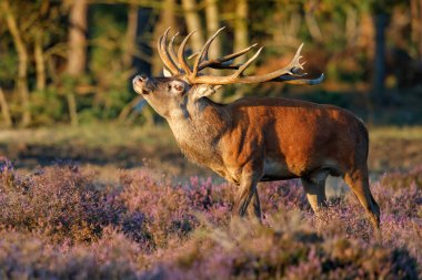 Hollanda 'daki Ulusal Park Hoge Veluwe ormanında çiftleşme mevsiminde dişileri etkilemeye çalışan kızıl geyik (Cervus elaphus).