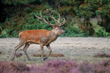 Hollanda 'daki Ulusal Park Hoge Veluwe ormanında çiftleşme mevsiminde dişileri etkilemeye çalışan kızıl geyik (Cervus elaphus).