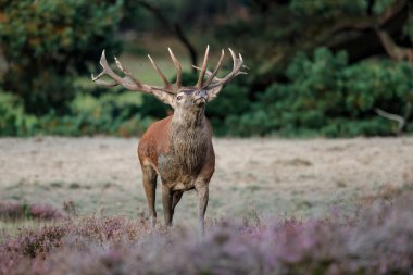 Hollanda 'daki Ulusal Park Hoge Veluwe ormanında çiftleşme mevsiminde dişileri etkilemeye çalışan kızıl geyik (Cervus elaphus).