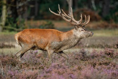 Hollanda 'daki Ulusal Park Hoge Veluwe ormanında çiftleşme mevsiminde dişileri etkilemeye çalışan kızıl geyik (Cervus elaphus).