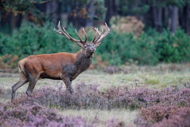 Hollanda 'daki Ulusal Park Hoge Veluwe ormanında çiftleşme mevsiminde dişileri etkilemeye çalışan kızıl geyik (Cervus elaphus).