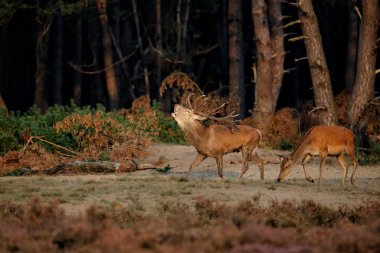 Hollanda 'daki Ulusal Park Hoge Veluwe Ormanı' ndaki azgın mevsimde geyik böğürür ve dişileri etkilemeye çalışır.