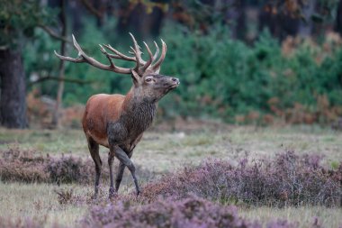 Hollanda 'daki Ulusal Park Hoge Veluwe ormanında çiftleşme mevsiminde dişileri etkilemeye çalışan kızıl geyik (Cervus elaphus).