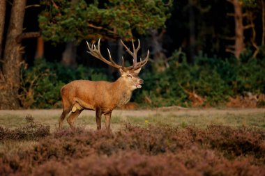 Hollanda 'daki Ulusal Park Hoge Veluwe ormanında çiftleşme mevsiminde dişileri etkilemeye çalışan kızıl geyik (Cervus elaphus).