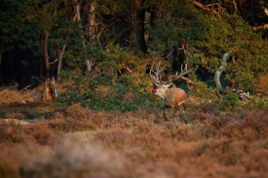 Hollanda 'daki Ulusal Park Hoge Veluwe ormanında çiftleşme mevsiminde dişileri etkilemeye çalışan kızıl geyik (Cervus elaphus).