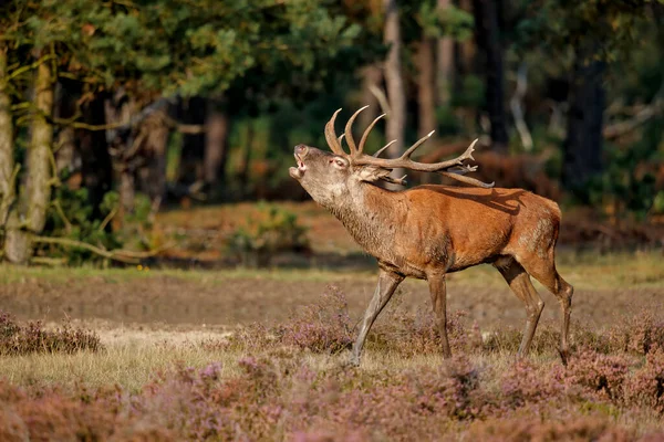 Roodhert Cervus Elaphus Brult Probeert Indruk Maken Vrouwtjes Het Bronstseizoen — Stockfoto