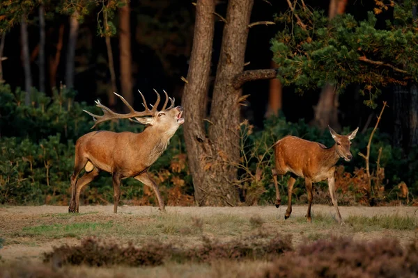 Hirsch Cervus Elaphus Brüllt Und Versucht Die Weibchen Der Brunftzeit — Stockfoto