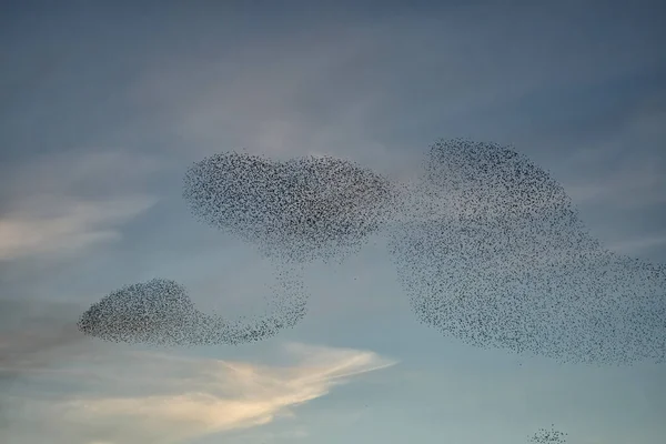 Starling Murmurations Large Flock Starlings Fly Sunset Netherlands Hundreds Thousands — Stock Photo, Image