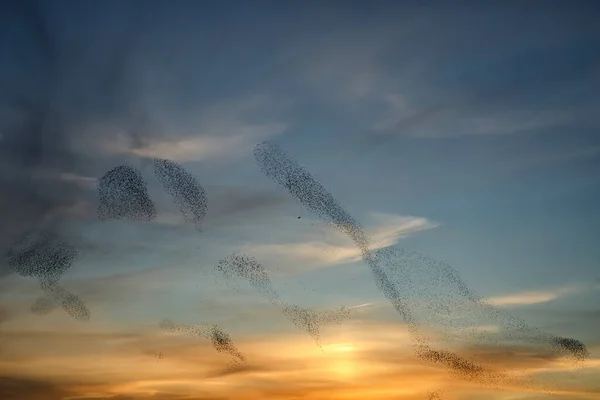 Starka Mord Stor Flock Starar Flyger Vid Solnedgången Nederländerna Hundratusentals — Stockfoto