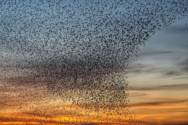 Murmuraciones Starling Una Gran Bandada Estorninos Vuela Atardecer Los Países — Foto de Stock