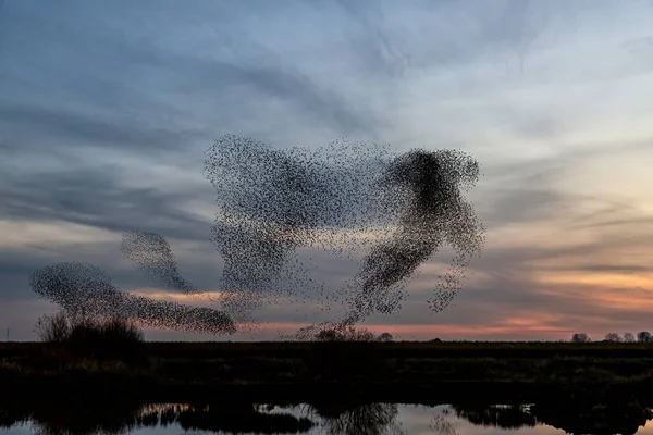Sığırcık Hırıltıları Hollanda Gün Batımında Büyük Bir Sığırcık Sürüsü Uçar — Stok fotoğraf